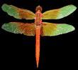 dragonfly1023